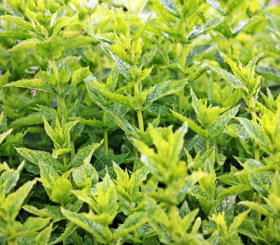 https://www.purpleswanhire.co.uk/wp-content/uploads/2017/03/mint-green-mint-plant-herbal-plant-159212-400x350.jpeg